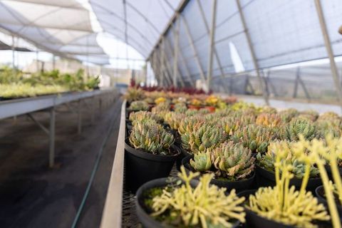 Sunlit greenhouse succulent rows lining metal benches with soft diffused light