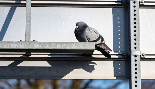 Sunlit city pigeon perching on galvanized beam showing iridescent neck and sharp shadow