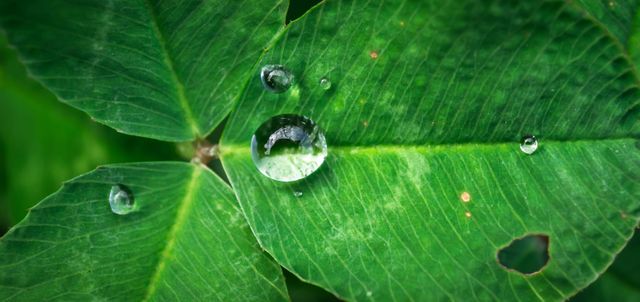 This close-up shows clear water droplets on a vibrant green leaf. Ideal for use in environmental campaigns, hydration advertising, educational materials about plant biology, or backgrounds for eco-friendly themes.