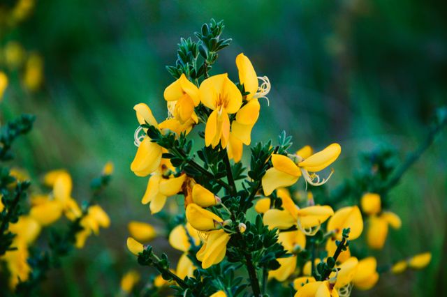 Photograph showcasing intricate details of bright yellow wildflowers against a green background. Ideal for use in nature-themed projects, floral blogs, botanical studies, and environmental conservation promotions.