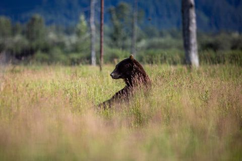 Majestic Brown Bear Resting in Lush Meadow
