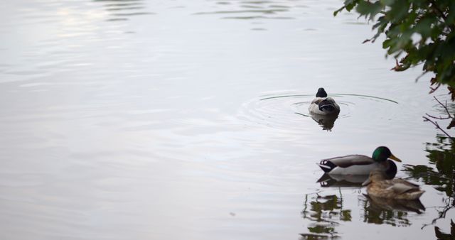 Ducks show tranquility and serenity as they float gently on a calm lake with a natural background. Ideal for promoting relaxation, nature conservation, or used in nature photography collections.