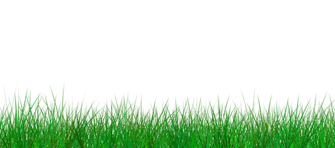 Lush Grass Field Illustration with Clear Transparent Background - Download Free Stock Videos Pikwizard.com