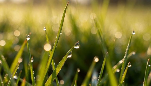 Sunlit morning dew on grass blades with sparkling bokeh macro close-up texture