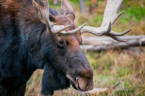 Bull Moose Close-Up Portrait Showing Antlers and Facial Detail in Autumn Meadow