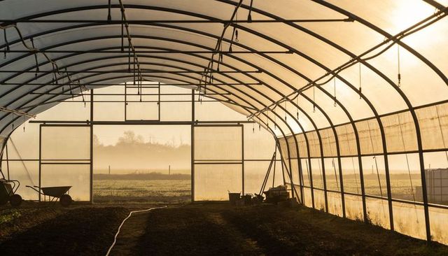 Polytunnel interior bathing in golden morning light with wheelbarrow, hose and soil beds