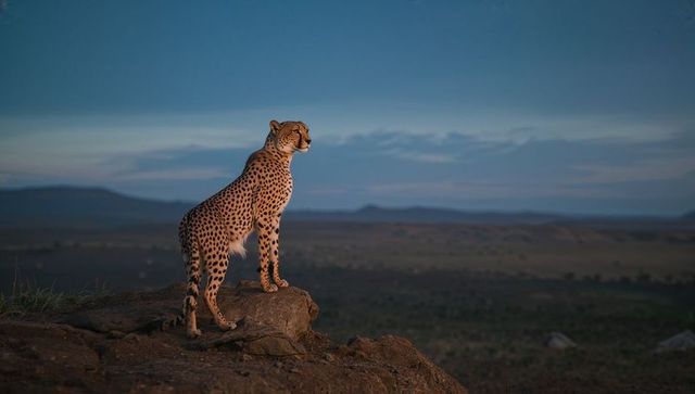 Cheetah Standing Majestically on Rocky Outcrop at Dusk
