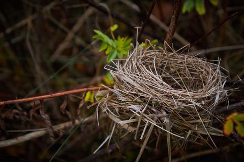 Empty Bird Nest in Natural Habitat