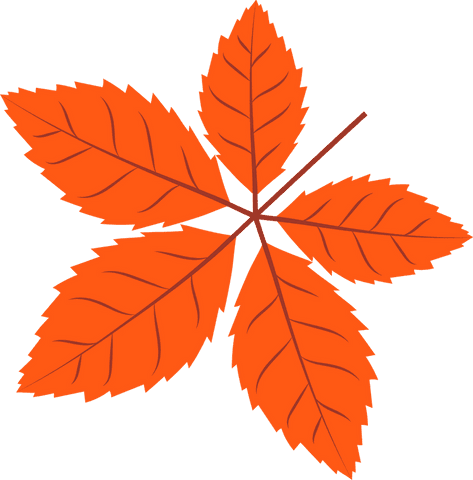 orange compound leaf illustration on transparent background - Download Free Stock Videos Pikwizard.com