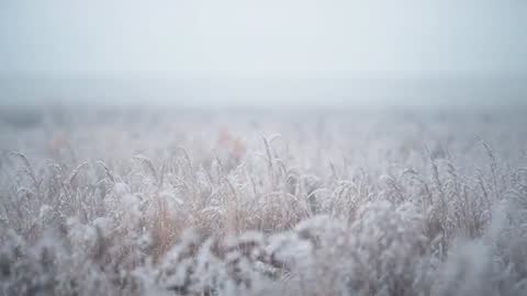 Camera panning across frost-coated meadow grasses revealing hoarfrost textures