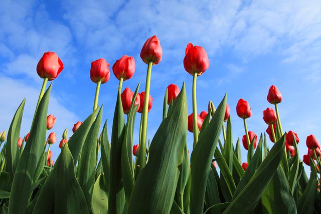 Showing bright red tulips from a low angle, this image highlights the lush green leaves and clear blue sky above. Ideal for use in gardening articles, botanical websites, or seasonal Spring promotions, underscores natural beauty and vibrant life.