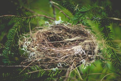 Empty Bird's Nest on Evergreen Branch