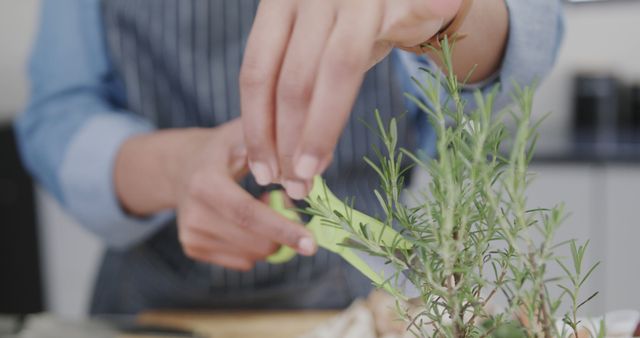 Close-Up of Chef Harvesting Fresh Herbs in Kitchen - Download Free Stock Images Pikwizard.com