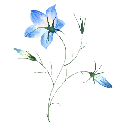 Watercolor blue floral branch on transparent background showing five-petal bloom and buds