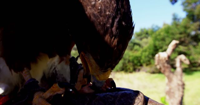 Bird Preying on Small Animal in Wilderness - Download Free Stock Images Pikwizard.com