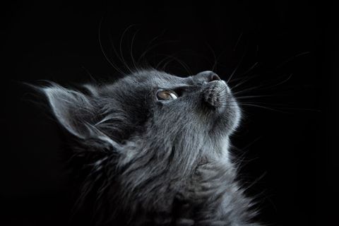 Portrait of Gray Kitten Gazing Upwards in Soft Light