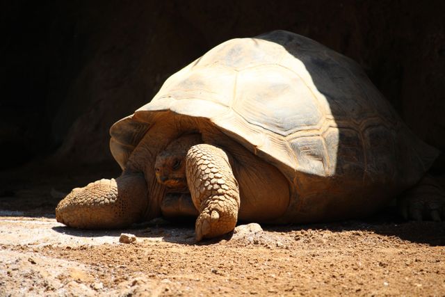 Large Tortoise Resting on Sand in Natural Habitat - Download Free Stock Photos Pikwizard.com