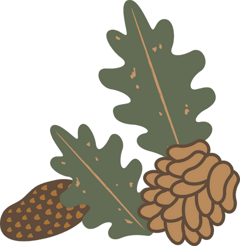 Botanical illustration oak leaves pine cones on transparent background