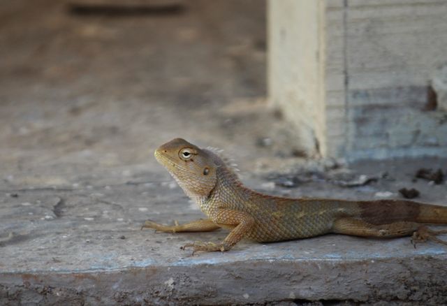 Close-up of a lizard resting on a stone surface with a neutral, blurred background. Ideal for educational materials, wildlife and nature projects, biology resources, and natural habitat studies.