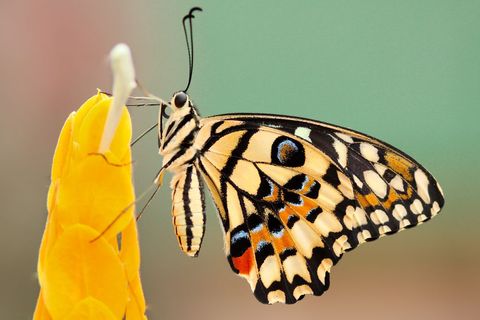 Beautiful Swallowtail Butterfly on Vibrant Yellow Flower