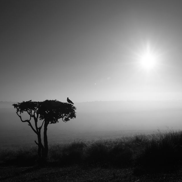 A single bird perched on a tree in a misty field at dawn. The sun is rising in the background, casting a serene and peaceful atmosphere. Ideal for themes of solitude, nature, and tranquility. Can be used in nature journals, contemplative blogs, and for inspirational quotes on social media.