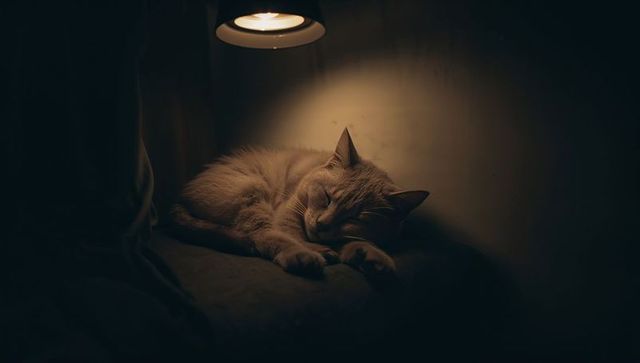 Light beige cat sleeping under warm lamp on dark cushion creating intimate cozy night glow