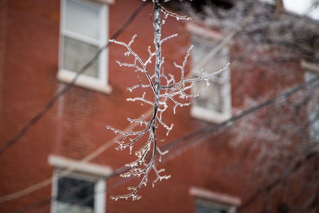 Close-up view of icicles forming on a tree branch against a blurred background of a brick building. Ideal for winter-themed prints, weather-related articles, urban nature observation, climate change visuals, and seasonal greeting cards.