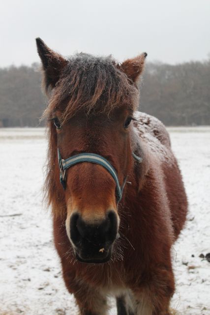 Horse Sorrel Equine - Download Free Stock Photos Pikwizard.com