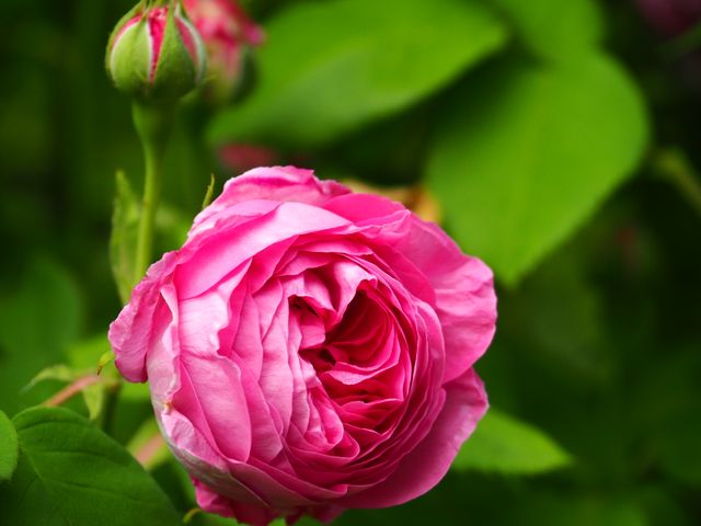 Close-up of Pink Rose in Bloom Among Lush Greenery - Download Free Stock Photos Pikwizard.com
