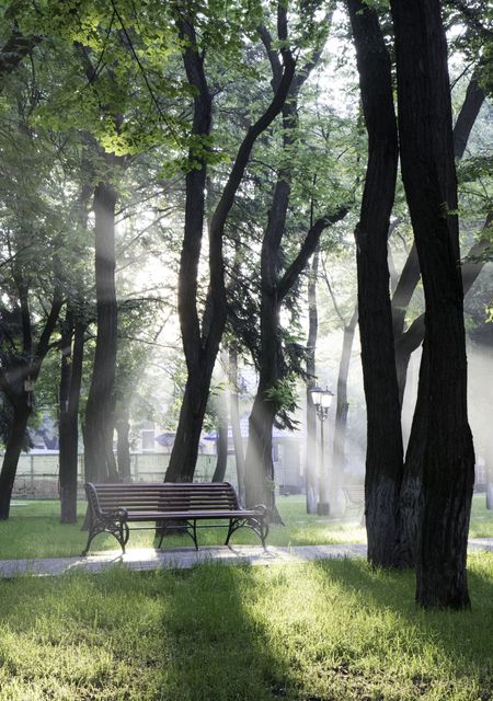 Calm park scene with sun rays filtering through tall trees, illuminating green grass and an empty bench. Suitable for themes of relaxation, nature, mindfulness, and serenity. Ideal for backgrounds, covers, and posters promoting peace, nature walks, and outdoor relaxation.