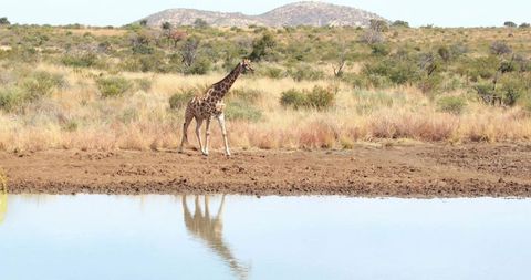 Lone giraffe walking by waterhole under savanna sky