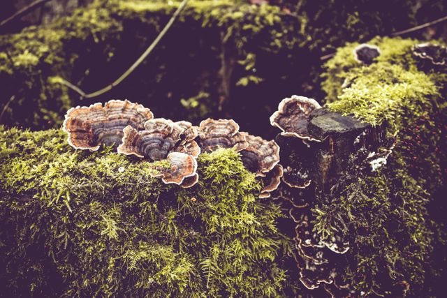 Image depicts wild fungus and moss thriving on a decomposing fallen tree trunk in a forest, showcasing natural growth and the intricate textures of these organisms. Perfect for use in articles and publications about forestry, ecology, biodiversity, and natural habitats, as well as for backgrounds highlighting organic textures, nature patterns, and outdoor environments.