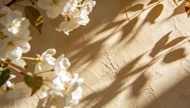 Sunlit white blossoms casting soft shadows on textured beige plaster wall