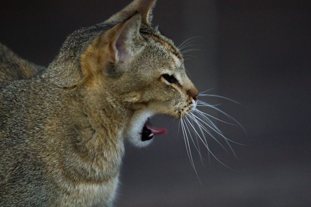 Cat Lynx Feline - Download Free Stock Photos Pikwizard.com