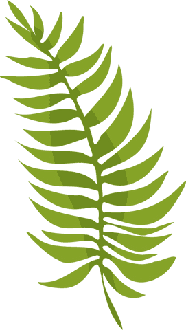 Flat stylized fern frond on transparent background