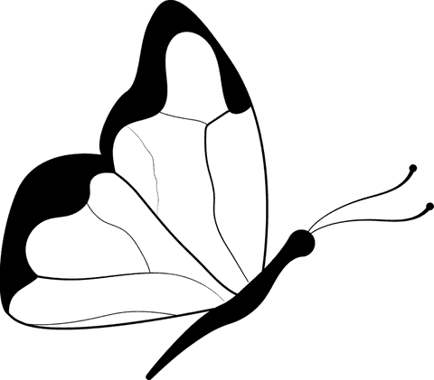 transparent silhouette of butterfly line drawing - Download Free Stock Videos Pikwizard.com