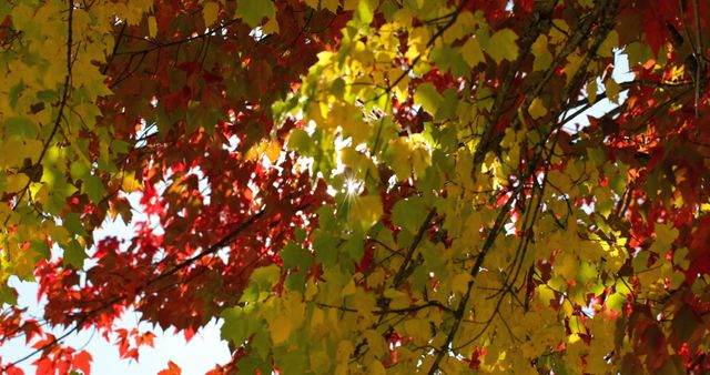 Close up of tree with red and yellow autumn leaves over blue sky on sunny day - Download Free Stock Photos Pikwizard.com