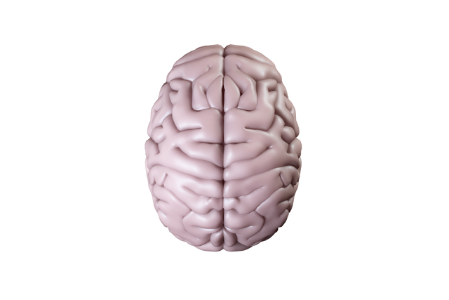 Detailed Transparent Illustration of Pink Human Brain Against Clear Background - Download Free Stock Videos Pikwizard.com