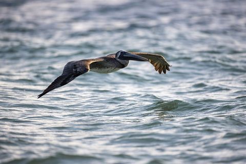 Brown Pelican Gliding Low over Coastal Waves during Golden Hour for Nature and Travel