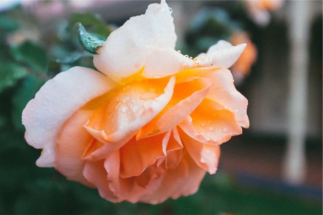 Orange rose flower  - Download Free Stock Photos Pikwizard.com
