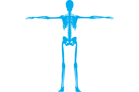 Transparent Illustration of Blue Human Skeleton with Outstretched Arms - Download Free Stock Videos Pikwizard.com