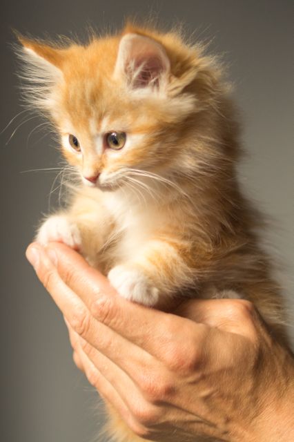 This charming close-up of a ginger kitten being gently held by a pair of hands showcases the tenderness and care associated with pets. Perfect for promoting pet products, veterinary services, animal shelters, or photo prints for animal lovers.