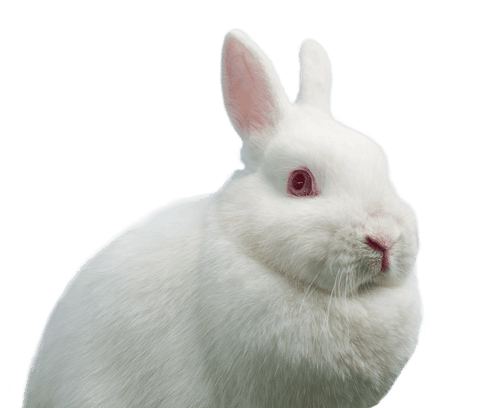 close up portrait of fluffy white rabbit on transparent background - Download Free Stock Videos Pikwizard.com
