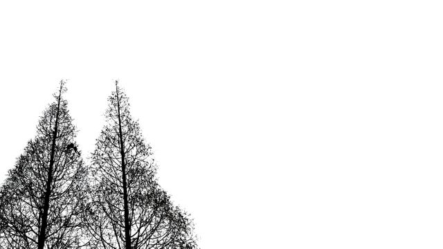 Image shows silhouette of two leafless trees against a plain white sky, creating a minimalistic and stark contrast. Great for use in design projects requiring simple yet striking visuals, nature-related themes, backgrounds, artistic compositions, or minimalistic decor. Represents winter or desolate landscapes with an artistic touch.