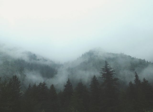 This captivating scene of a misty forest in a mountainous landscape is perfect for conveying a sense of tranquility and calm. Ideal for use in travel brochures, nature magazines, and websites promoting outdoor activities or relaxation retreats. The image can also be used as a serene background for presentations or desktop wallpapers.