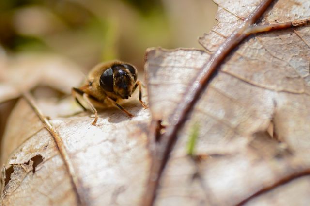 This image shows a bee resting on a dry leaf. The macro shot emphasizes the bee's details as well as the texture of the leaf. Ideal for use in educational content about insects, environmental presentations, or nature-themed projects, illustrating the adaptation and lifecycle of bees in natural habitats.