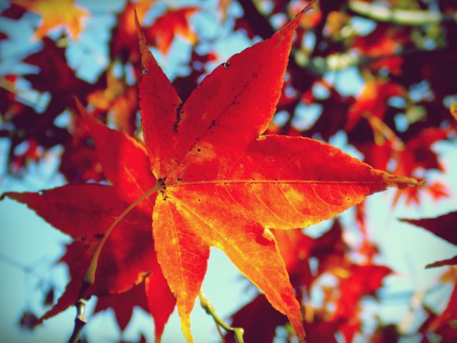 Maple leaf leaves tree  - Download Free Stock Photos Pikwizard.com