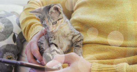 Cat Sitting on Lap While Owner Uses Smartphone with Warm Bokeh Effect - Download Free Stock Images Pikwizard.com