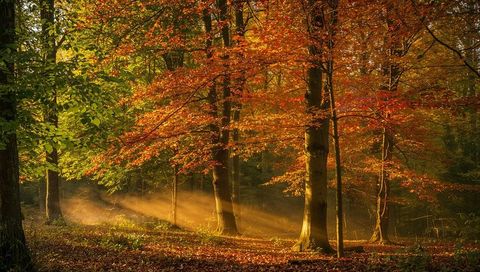 Sunlit autumn mist illuminates vibrant forest clearing