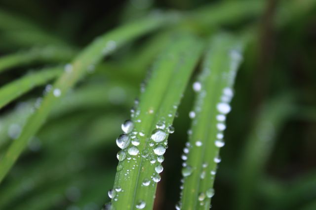 Close-up of Dew Drops on Green Grass Blade - Download Free Stock Photos Pikwizard.com